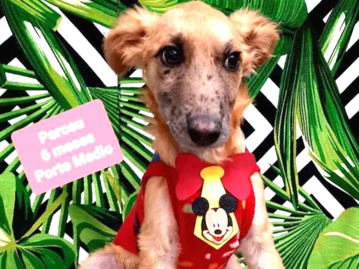 Cachorro raça Srd idade 2 a 6 meses nome Perceu 