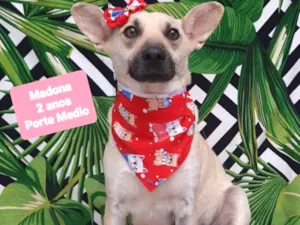 Cachorro raça Srd idade 2 anos nome Madona 