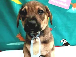 Cachorro raça Srd idade 2 a 6 meses nome Duck
