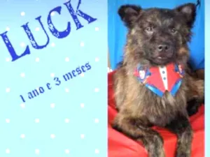 Cachorro raça Srd idade 1 ano nome Luck