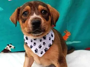 Cachorro raça Srd idade 2 a 6 meses nome Bruce 
