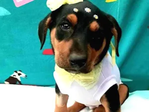 Cachorro raça Srd idade 2 a 6 meses nome Akira 