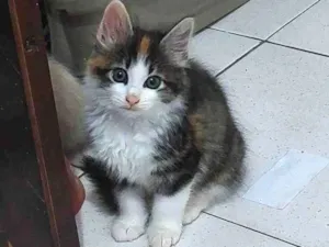 Gato raça SRD idade Abaixo de 2 meses nome FOFURA