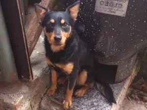 Cachorro raça SRD idade 7 a 11 meses nome BRUCE