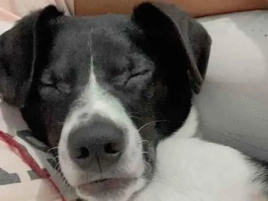 Cachorro ra a Vira-lata idade 3 anos nome Mickey