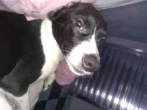 Cachorro raça Vira-lata idade 3 anos nome Mickey