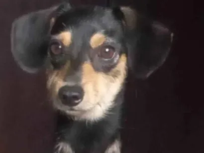 Cachorro raça Pinscher  idade 1 ano nome Toddy