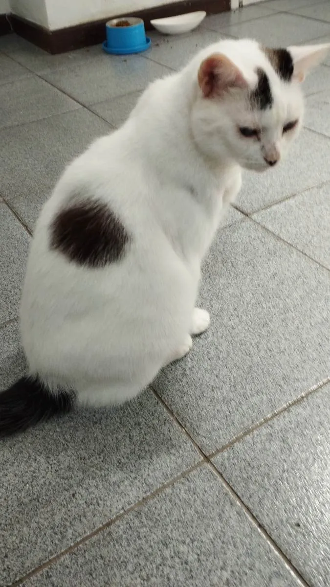 Gato raça Pelo curto  idade 2 anos nome Nino/Chico 