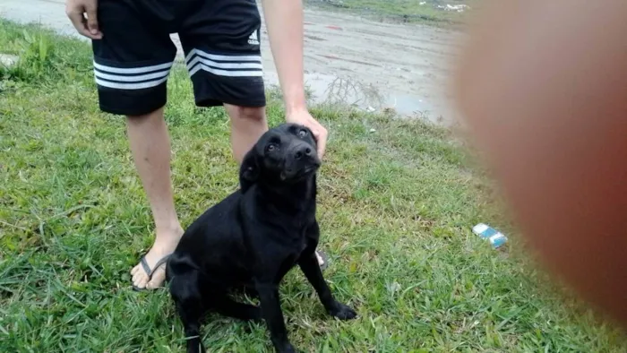 Cachorro ra a Pastor idade 7 a 11 meses nome Novo nome Duda