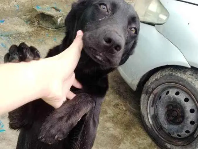 Cachorro ra a Pastor idade 7 a 11 meses nome Novo nome Duda