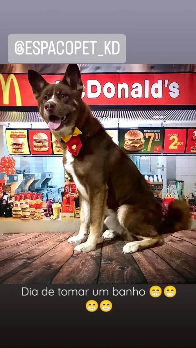 Cachorro ra a Akita idade 2 anos nome Spike