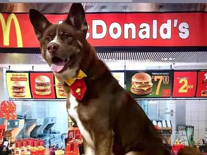 Cachorro ra a Akita idade 2 anos nome Spike