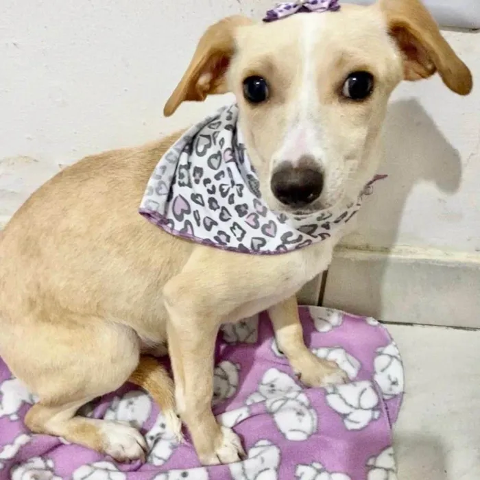Cachorro raça  idade 2 a 6 meses nome Amaralina