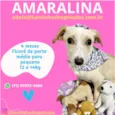 Amaralina