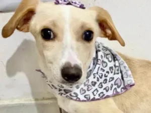 Cachorro raça  idade 2 a 6 meses nome Amaralina