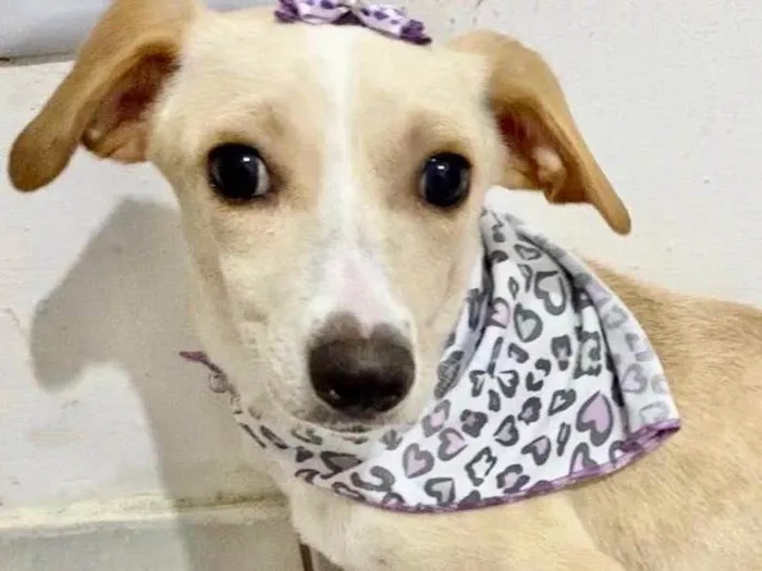 Cachorro raça  idade 2 a 6 meses nome Amaralina