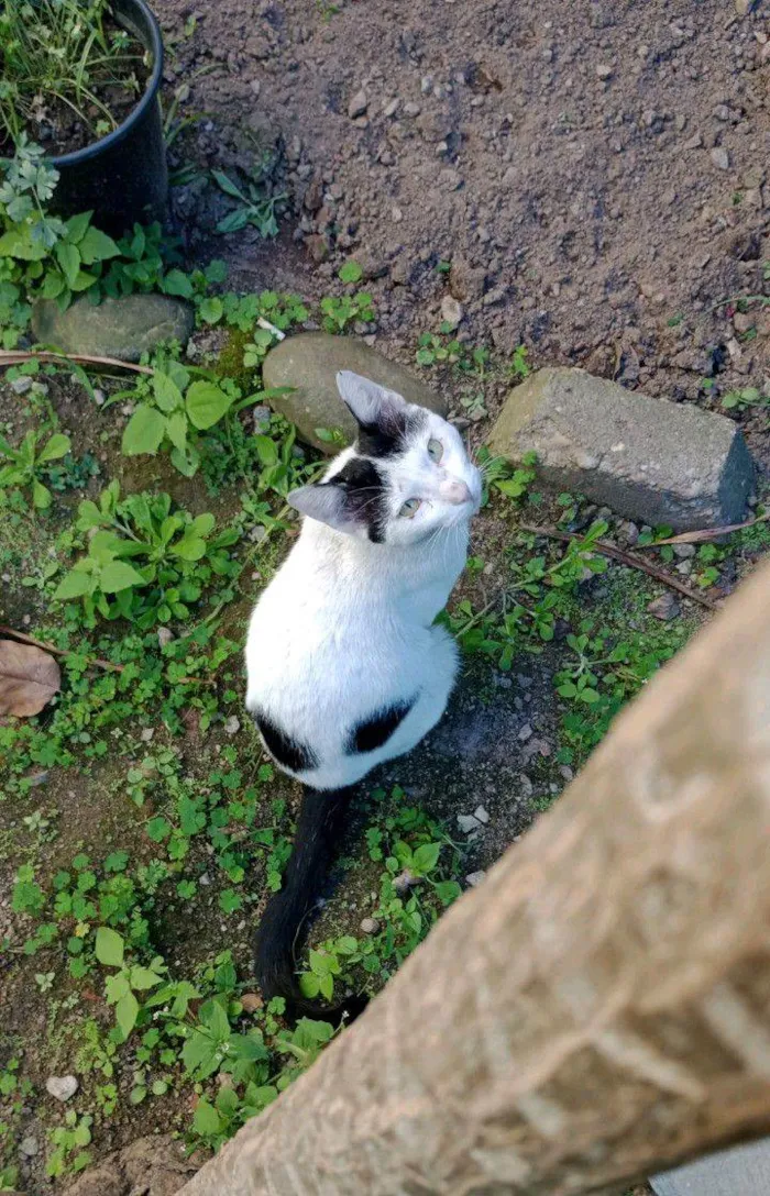 Gato ra a Nomal idade 1 ano nome Tiraninho