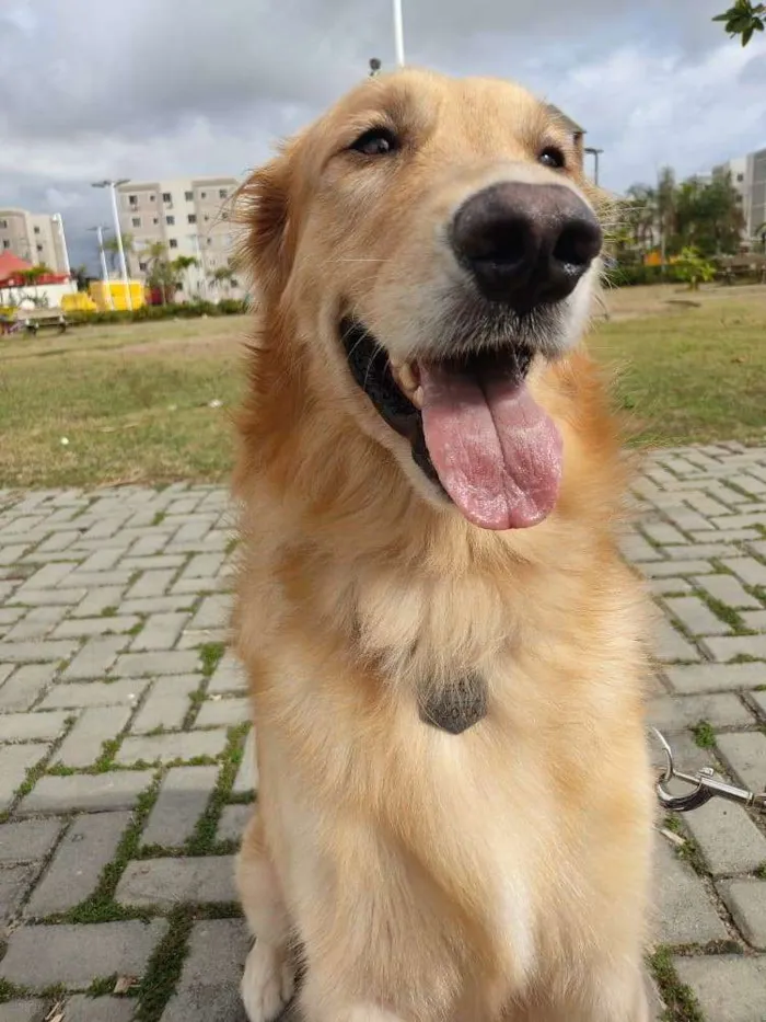 Cachorro ra a Golden Retriever  idade 3 anos nome Apolo