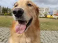 Apolo