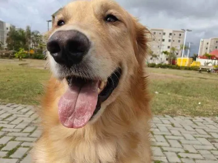 Cachorro ra a Golden Retriever  idade 3 anos nome Apolo
