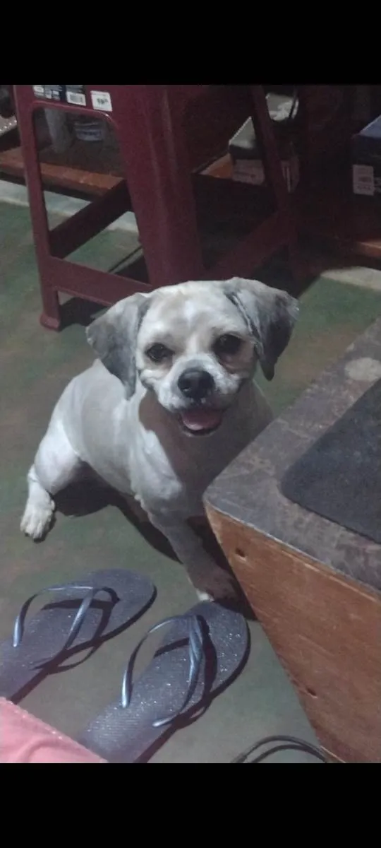 Cachorro ra a Ihasa Apso  idade 6 ou mais anos nome Thor /Gordo