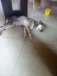 Pirulito e Jujuba e 