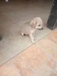 Pirulito e Jujuba e 