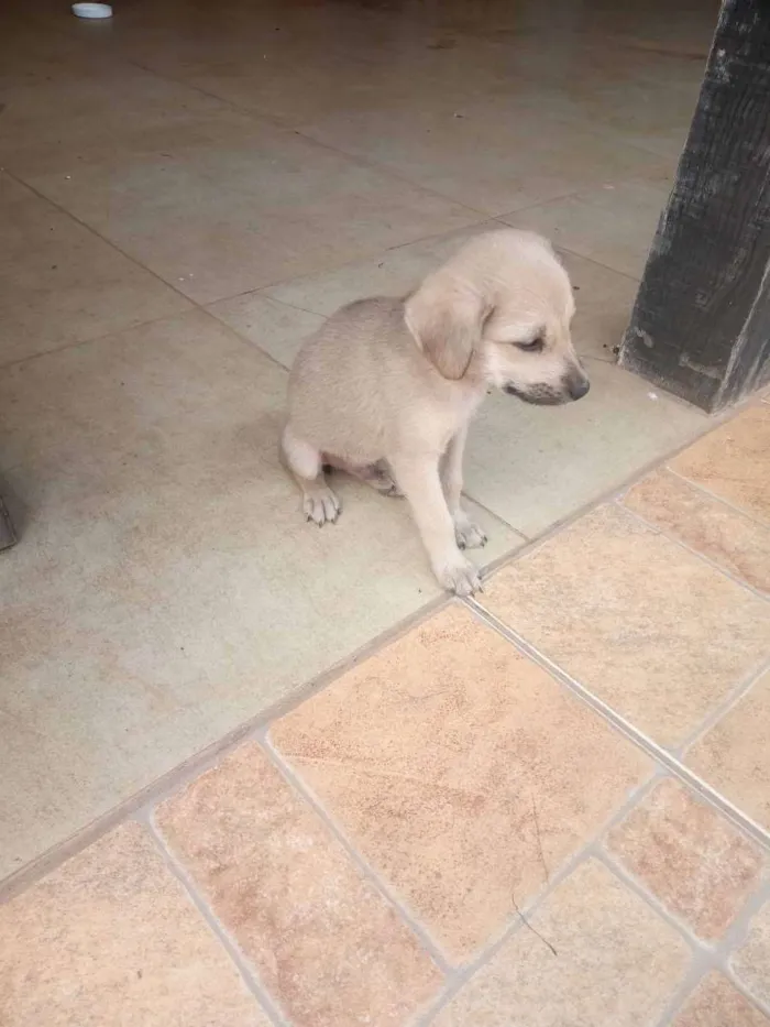 Cachorro raça Raça indefinida idade 2 a 6 meses nome Pirulito e Jujuba e 