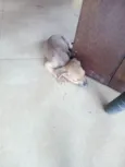 Pirulito e Jujuba e 