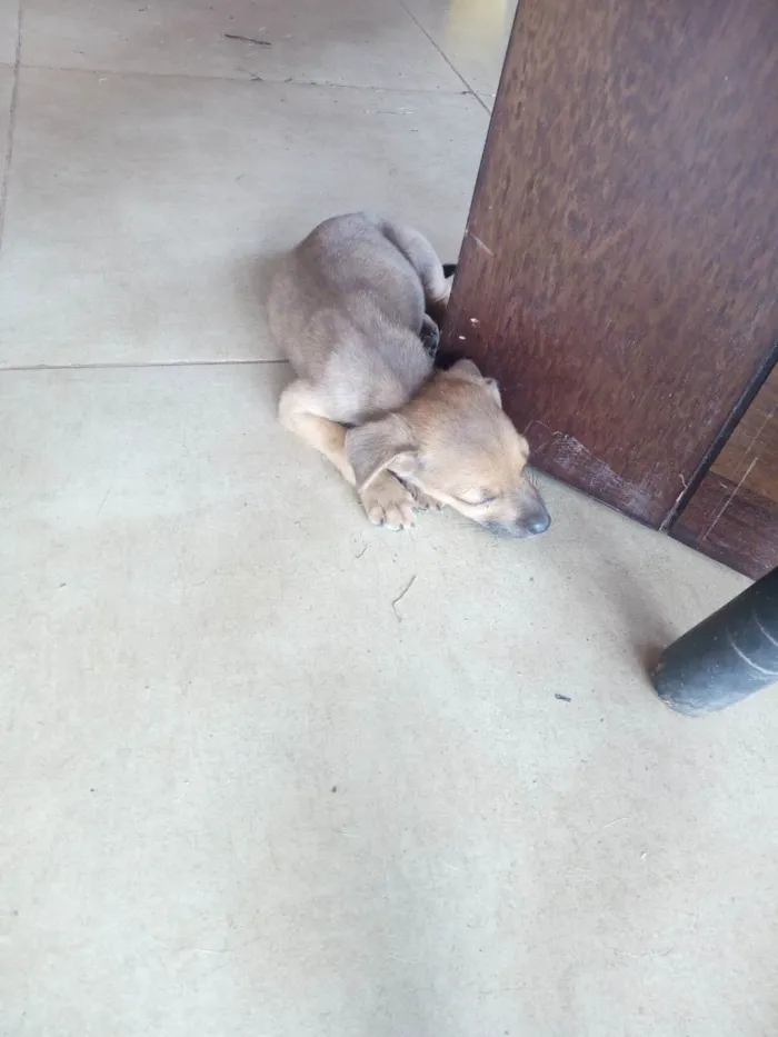 Cachorro raça Raça indefinida idade 2 a 6 meses nome Pirulito e Jujuba e 