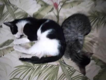Gato raça Vira-lata idade 2 a 6 meses nome Yenifer