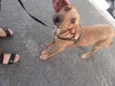 Caramela