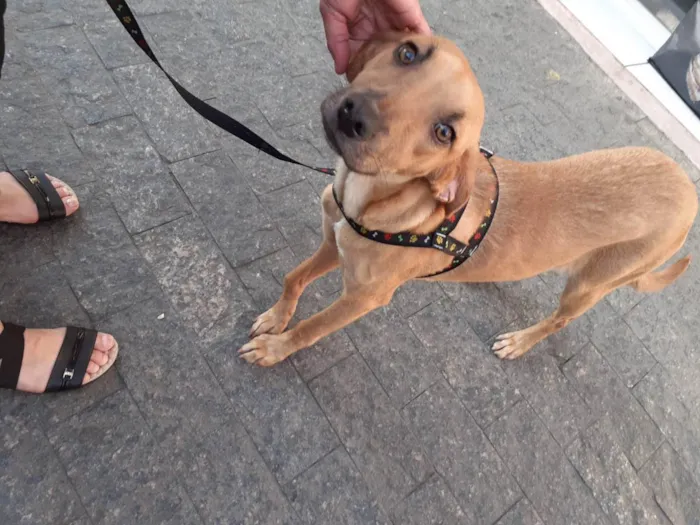 Cachorro ra a SRD idade 7 a 11 meses nome Caramela