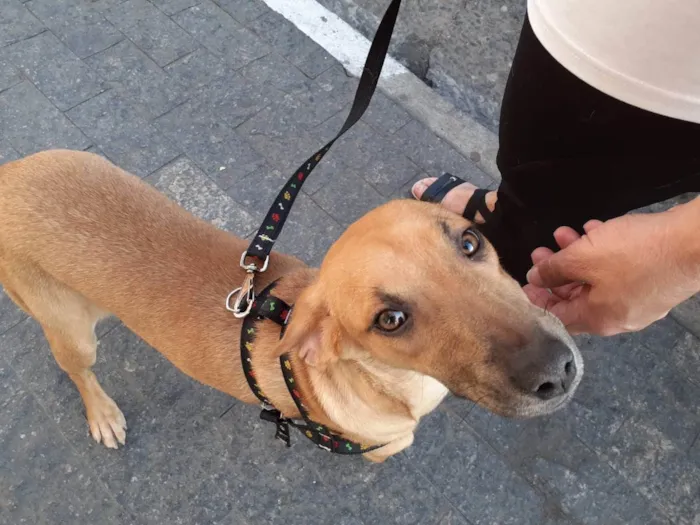 Cachorro ra a SRD idade 7 a 11 meses nome Caramela