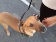 Caramela