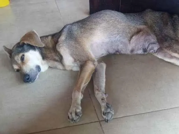 Cachorro raça Raça indefinida idade 2 a 6 meses nome Pirulito e Jujuba e 