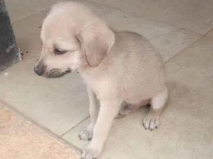 Cachorro raça Raça indefinida idade 2 a 6 meses nome Pirulito e Jujuba e 