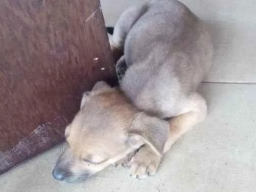 Cachorro raça Raça indefinida idade 2 a 6 meses nome Pirulito e Jujuba e 