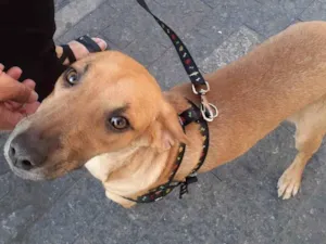 Cachorro raça SRD idade 7 a 11 meses nome Caramela