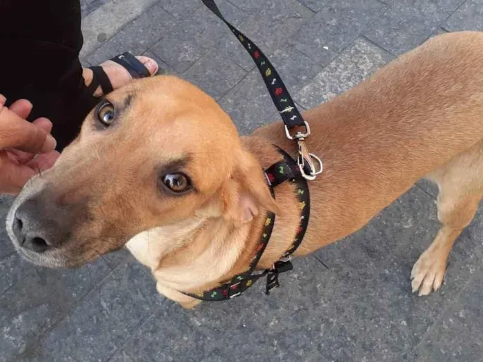 Cachorro ra a SRD idade 7 a 11 meses nome Caramela