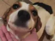 Mel