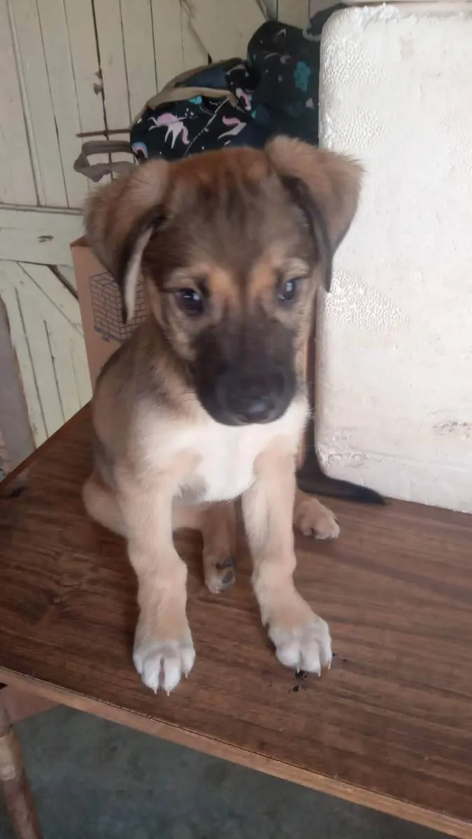 Cachorro ra a SRD idade 2 a 6 meses nome FILHOTE