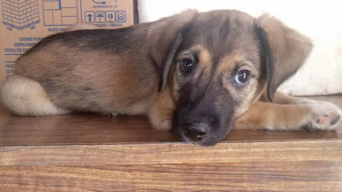 Cachorro ra a SRD idade 2 a 6 meses nome FILHOTE
