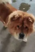 chow chow