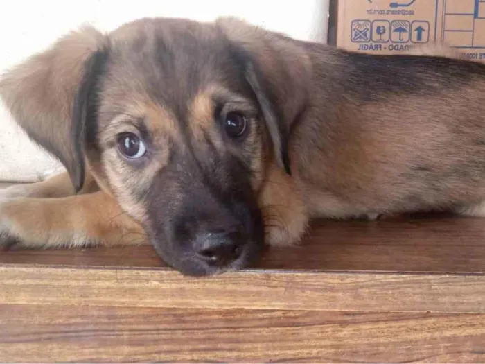 Cachorro ra a SRD idade 2 a 6 meses nome FILHOTE