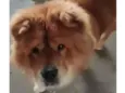 chow chow