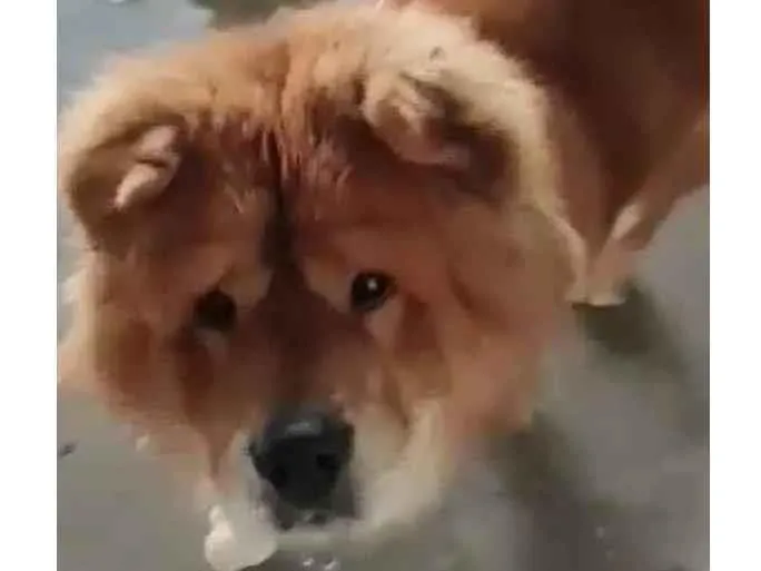 Cachorro ra a chow chow idade 2 anos nome chow chow