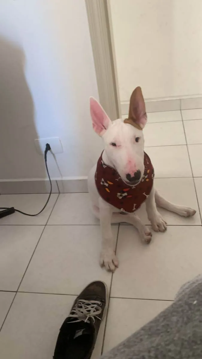 Cachorro ra a bullterrier idade 7 a 11 meses nome bullterrier