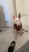 bullterrier
