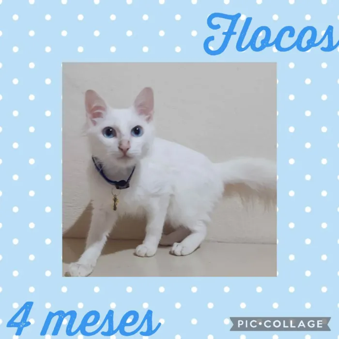 Flocos 
